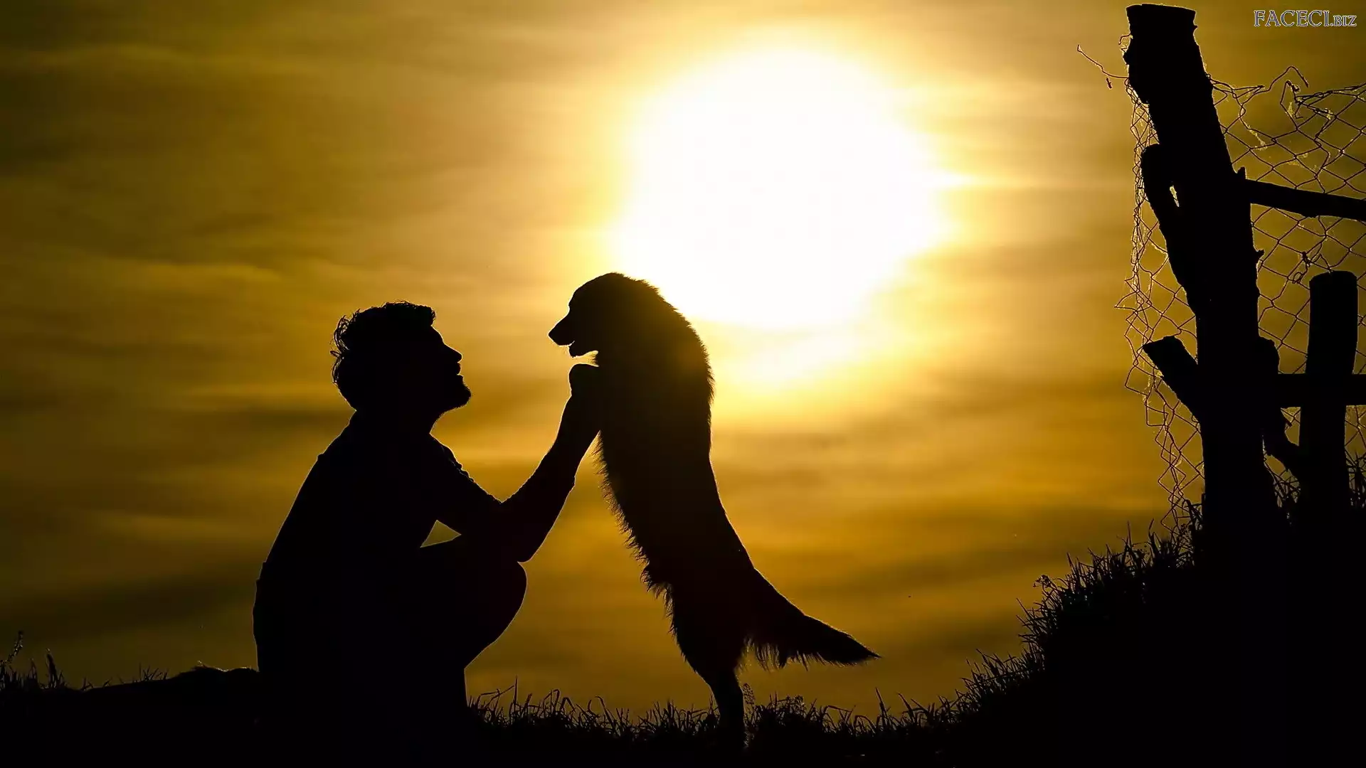 Pies, Słońca, Mężczyzna, Zachód